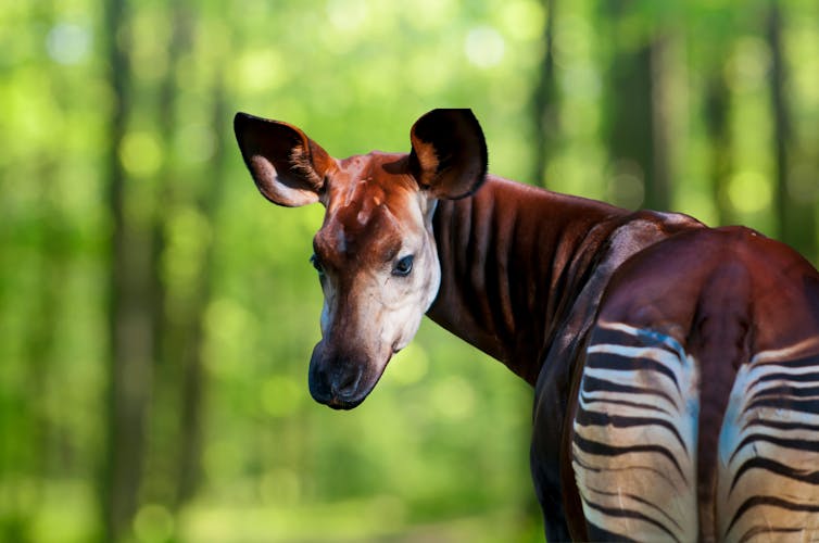 okapi animal