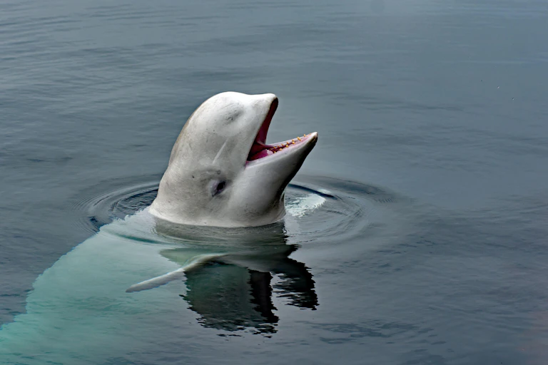 A whale partly out of the water.