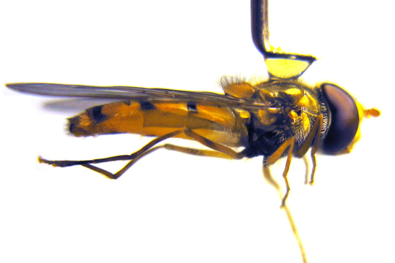 close up of yellow black hoverfly attached to metal pin, white background