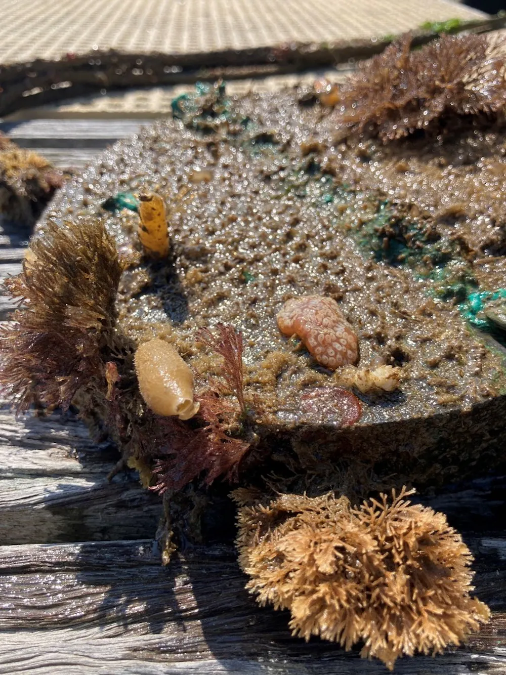 How corroding sea structures can provide vital habitats for marine life