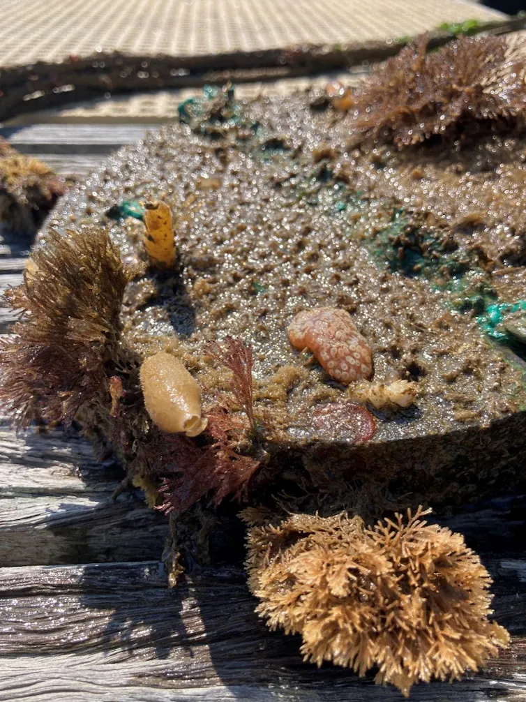 marine life growing on metal structure