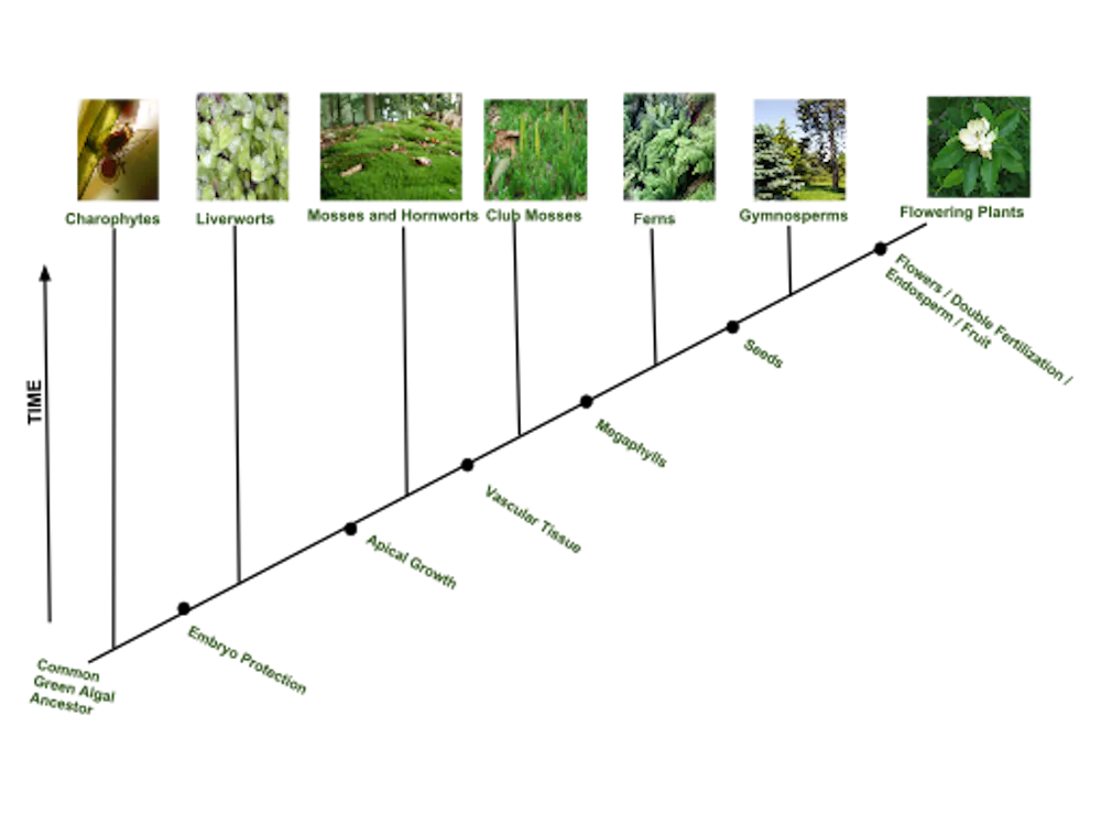 Una serie di foto mostra piante che evolvono da forme semplici a complesse.