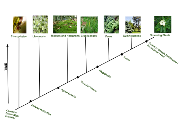 Una serie de fotografías muestra plantas evolucionando de formas simples a complejas.