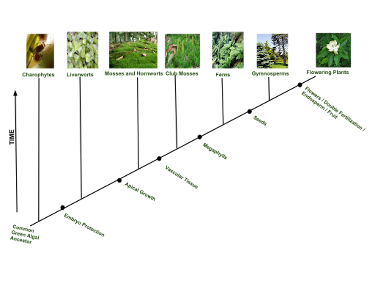A series of photos shows plants evolving from simple to complex forms.
