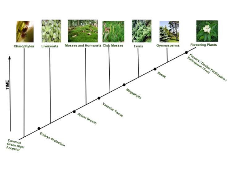 A series of photos shows plants evolving from simple to complex forms.