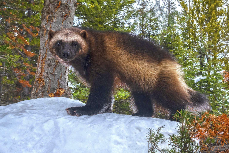 A small animal stands on a mound of snow in a forest.