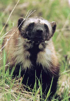 A wolverine is seen amongst some tall grasses.