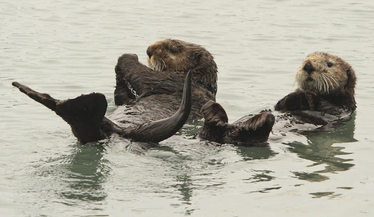 A pair of otters float on their backs.