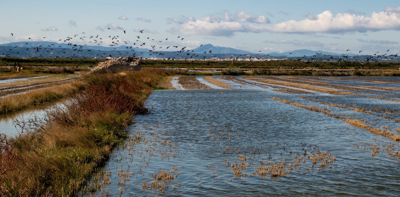 photo of Los fármacos y pesticidas que contaminan los humedales costeros mediterráneos image
