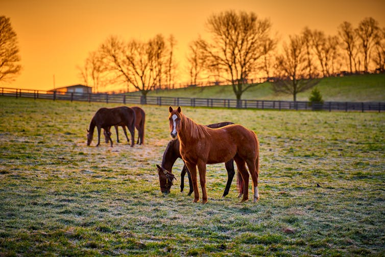 Four horses graze in a spacious paddock.