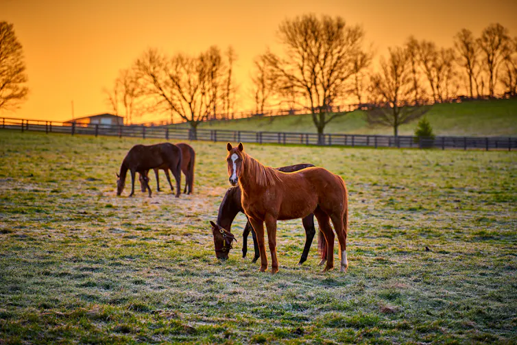 Four horses graze in a spacious paddock.