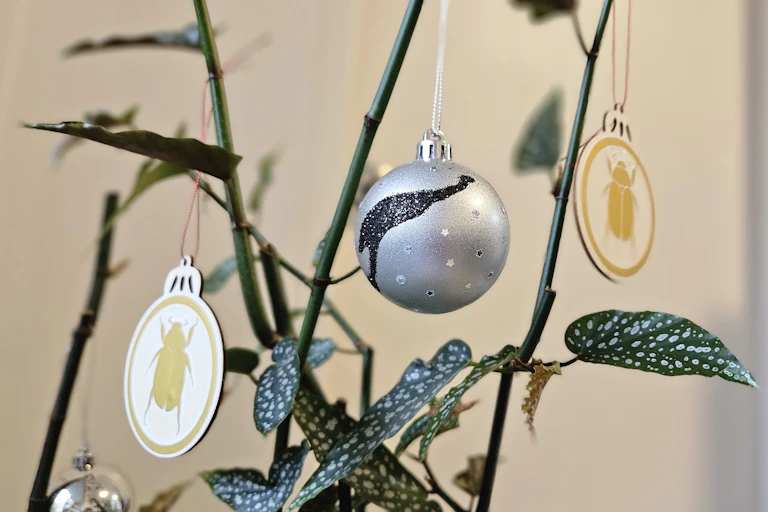 Examples of Australian Christmas crafts, two Christmas beetle baubles and a Great Celestial Emu bauble hanging on an indoor plant