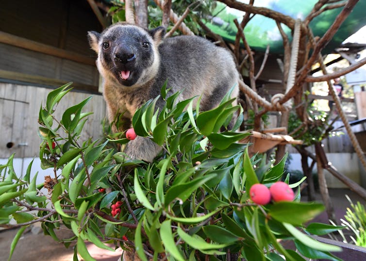 A Lumholtz’s Tree Kangaroo named ‘Mupee’ feeding at Dreamworld theme park's Tree Kangaroo interactive guest experience at Dreamworld, on the Gold Coast