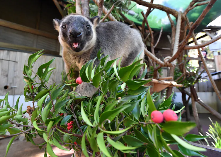 A Lumholtz’s Tree Kangaroo named ‘Mupee’ feeding at Dreamworld theme park's Tree Kangaroo interactive guest experience at Dreamworld, on the Gold Coast