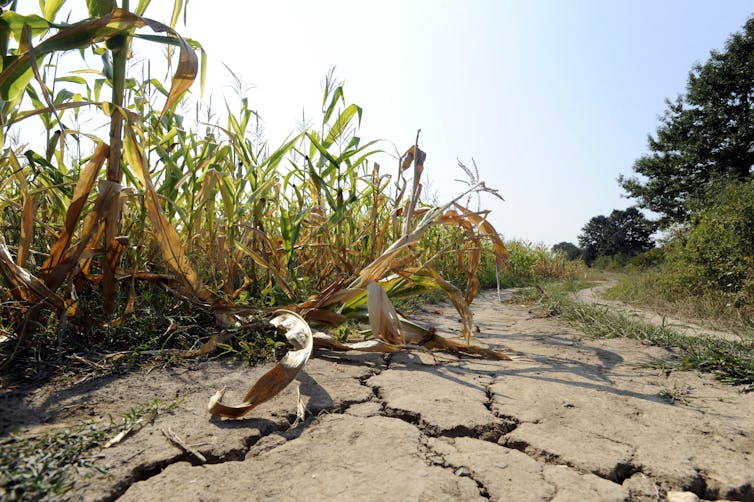 A wilting corn crop in dry, cracked soil.