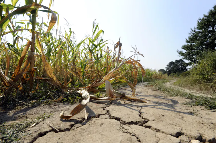 A wilting corn crop in dry, cracked soil.