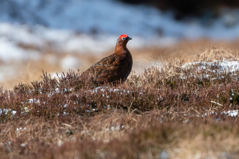 A small game bird on a snowy hillside.