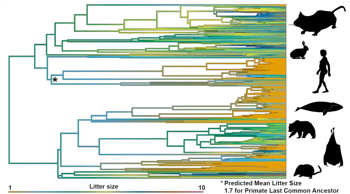 Twins Were Common Among Our Primate Ancestors. What Led to the Change? File 20241212 17 3digcf.png?ixlib=rb 4.1