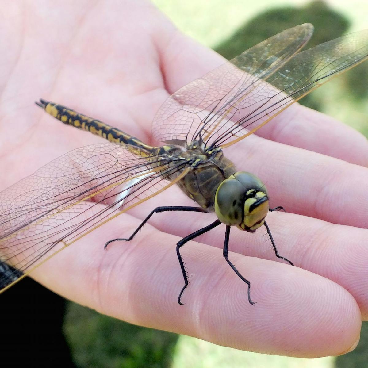Insects are the great survivors in evolution: new study