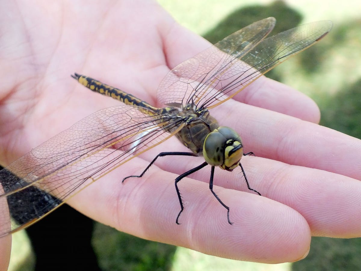 Insects are the great survivors in evolution: new study