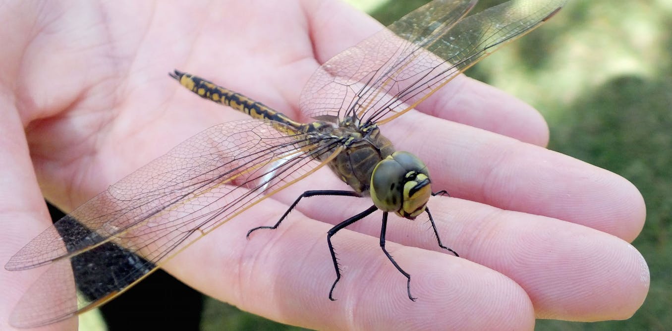 First Winged Insects