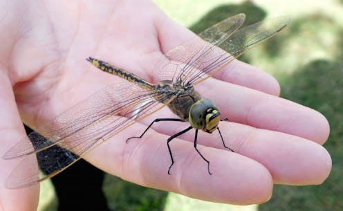 Insects Are The Great Survivors In Evolution New Study
