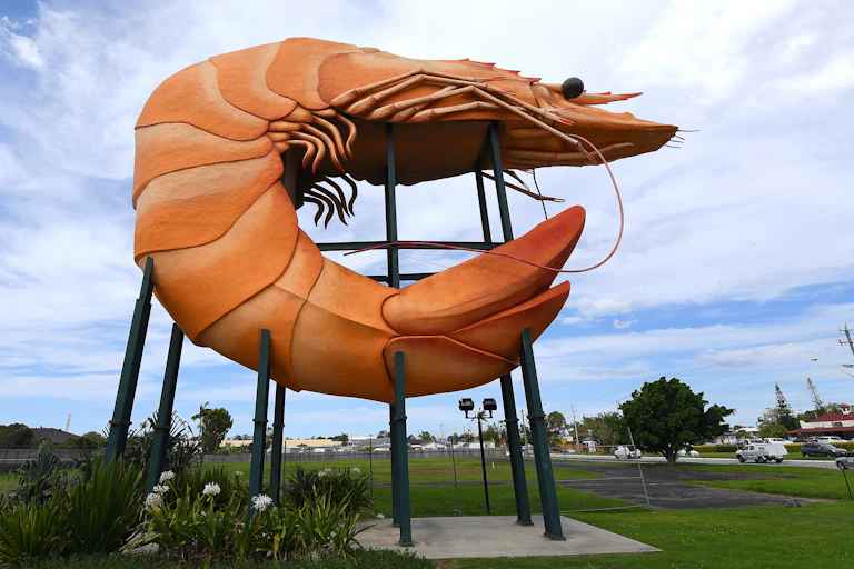 Ballina's Big Prawn