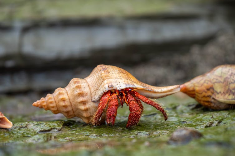 A hermit crab crawls along in a sea shell.