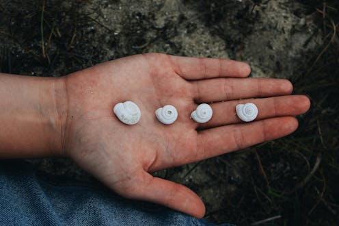 This summer, please leave the sea shells by the seashore