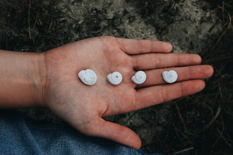 A person holds four shells on their hand.