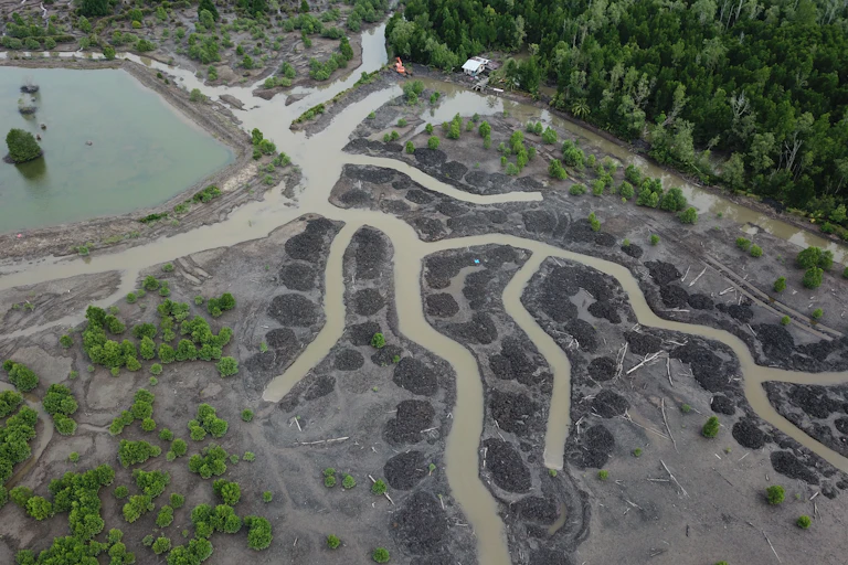 aerial shot of coastal river network with mangroves