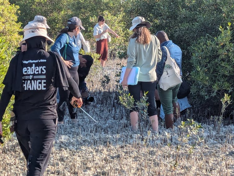 Eight people walking through sandy path visiting mangroves