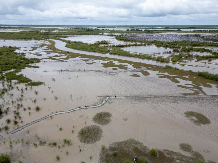 aerial shot of rivers/wetlands with mangrove trees growing