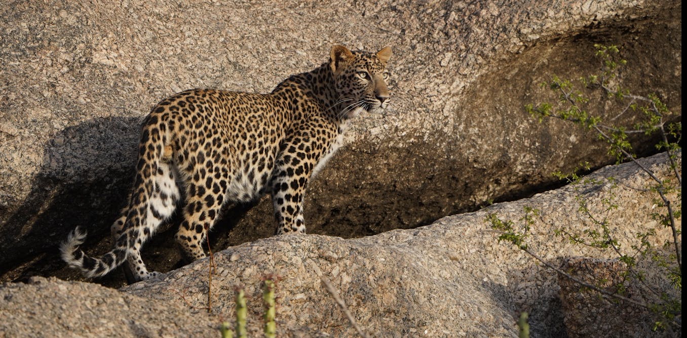 People already live alongside predators in India and Kenya – here’s how ...