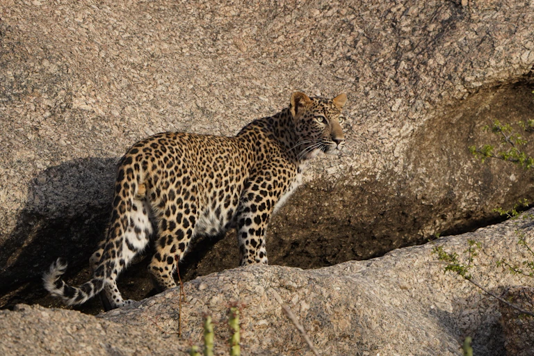 Leopard on rocks