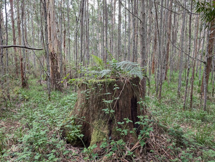 sawn-off tree stump surorunded by weeds and thin trees