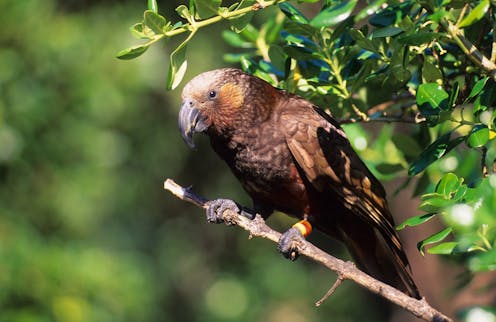 Could NZ’s two kākā subspecies actually be remnants of a more diverse species? Here’s why we need to know