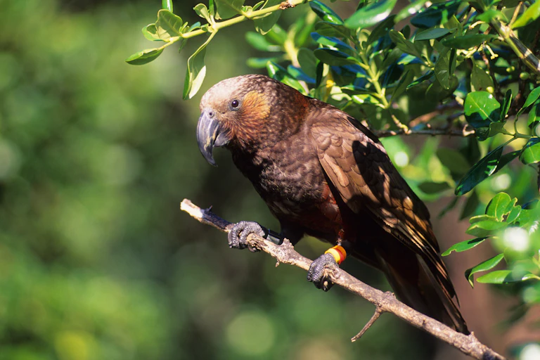 New Zealand's forest parrot kākā (Nestor meridionalis) sitting in a tree