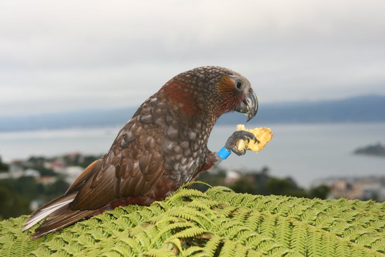 Kākā sitting on a fern frond in a garden overlooking Wellington. It has a ring on its leg.