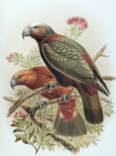 Two kākā with very different feather colours sitting on Northern rata tree.