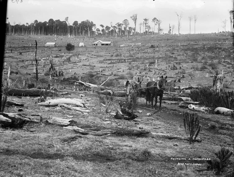 two men with horse and carriage surrounded by felled trees
