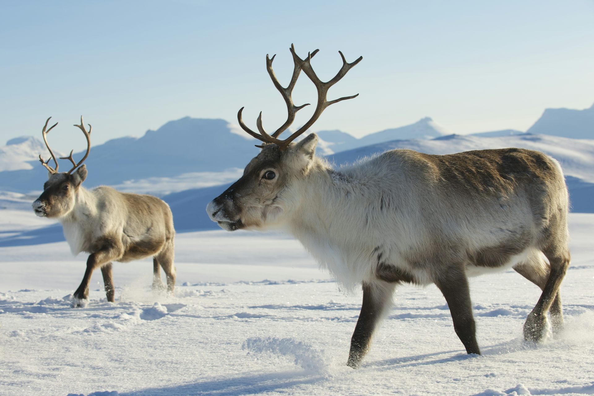 Reindeer Can Have Red Noses And Other Surprising Facts About This ...