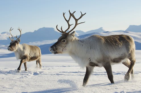 Yes, reindeer actually can have red noses – and other fascinating facts about this Christmas icon