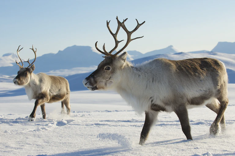 Two reindeer with large antlers in the snow of northern Norway, with mountains in the background