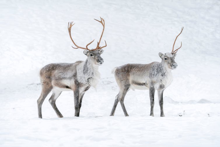 Two reindeers in the snow, in the Finnish Lapland winter. The reindeer on the right has lost one of its horns.