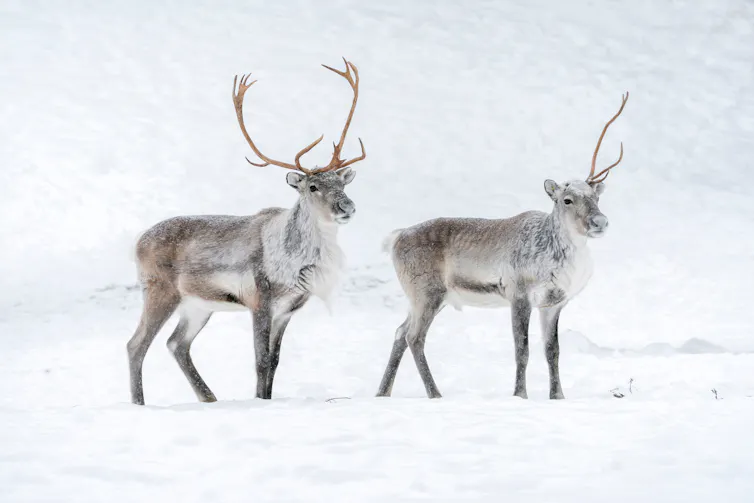Two reindeers in the snow, in the Finnish Lapland winter. The reindeer on the right has lost one of its horns.