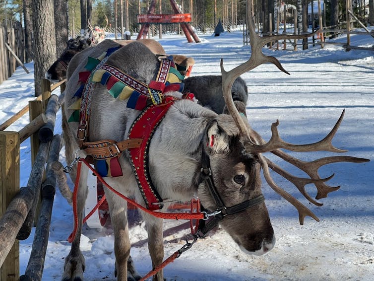 A real-life reindeer with a colourful harness pictured in a snowy landscape.