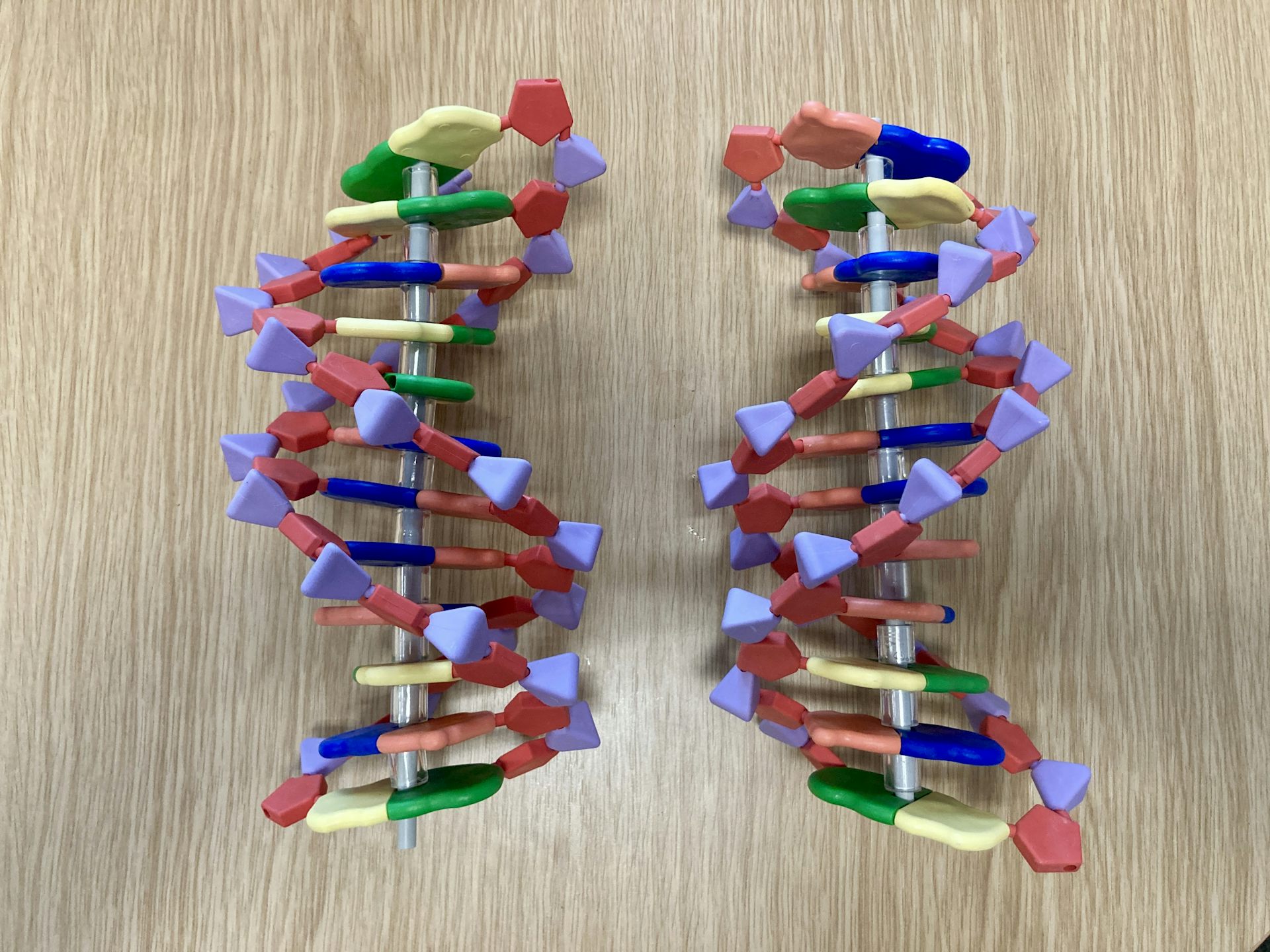 Two models of DNA molecules, one is the mirror image of the other.