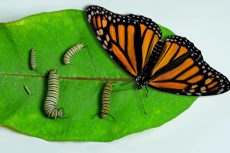 Five black, white and yellow striped caterpillars and an orange and black butterfly on a large leaf