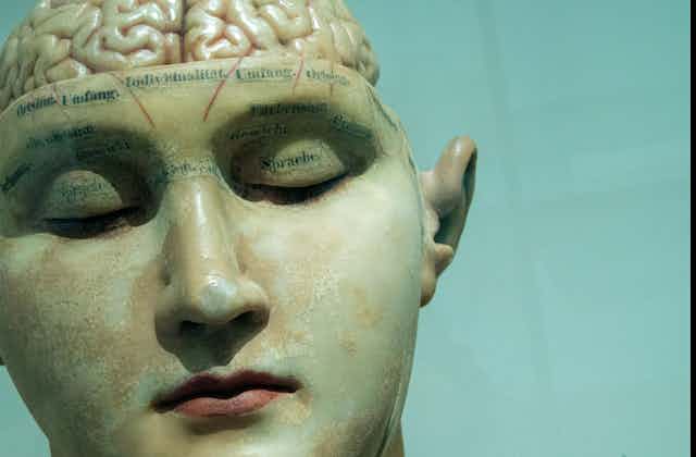A photograph of an anatomical mannequin's head with an exposed brain.